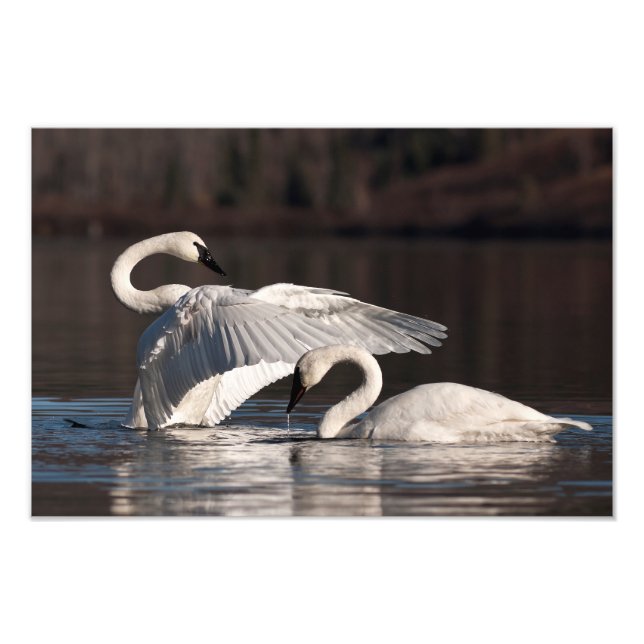 Foto Cisnes amorosos (Frente)