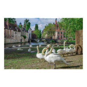 Foto Cisnes blancos en Brujas