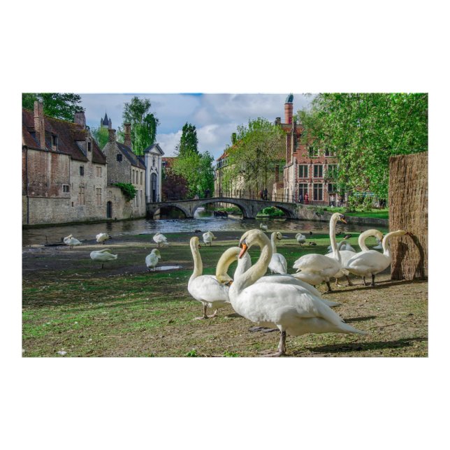 Foto Cisnes blancos en Brujas (Frente)