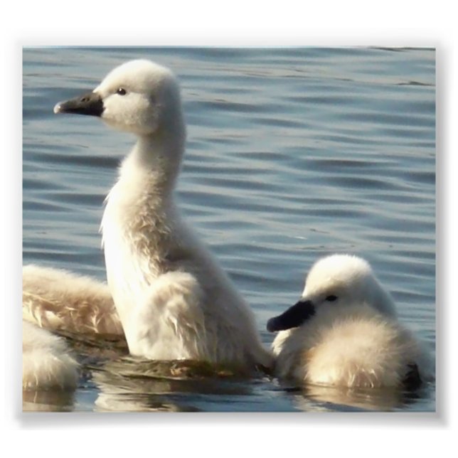 Foto cisnes de bebé (Frente)