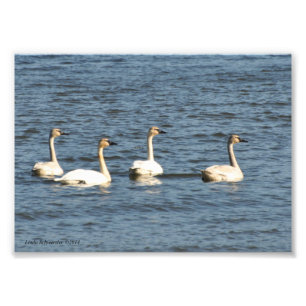 Foto Cisnes de Trumpeter 5X7