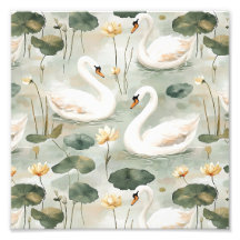 Cisnes elegantes