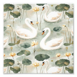 Foto Cisnes elegantes