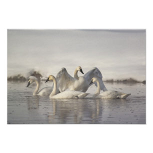 Foto Cisnes trompeteros en el río Madison en invierno