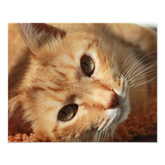 Foto Cita de gato (Frente)