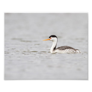 Foto Clark's Grebe en un lago tranquilo