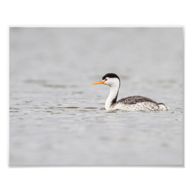 Foto Clark's Grebe en un lago tranquilo (Frente)