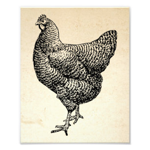 Foto Clásico Barred Plymouth Rock Chicken Hen