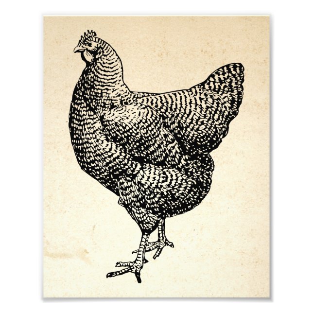 Foto Clásico Barred Plymouth Rock Chicken Hen (Frente)