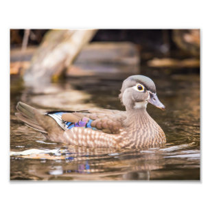 Foto Clausura de la imagen fotográfica del pato de made