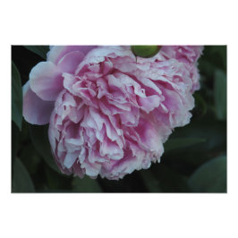 Foto Clavel rosa 19"x13"