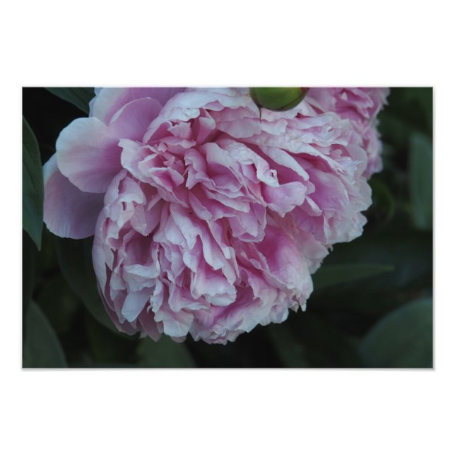 Foto Clavel rosa 19"x13" (Frente)