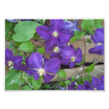 Clematis Jackmanii Superba