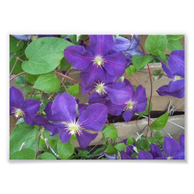 Foto Clematis Jackmanii Superba (Frente)