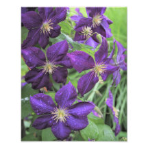 Clematis púrpura de 11 "x14"