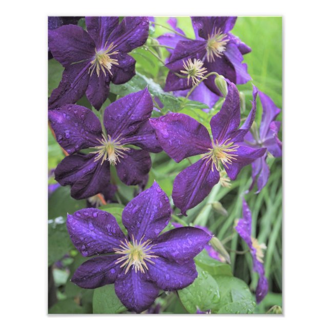 Foto Clematis púrpura de 11 "x14" (Frente)