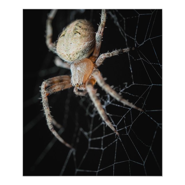 Foto Close-Wonder: La araña de los jardines europeos (Frente)