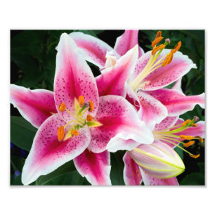 Foto Closeup de Lirio Oriental a pleno florecimiento