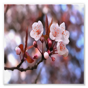 Foto Clúster con flores de cerezo con rosa y azul