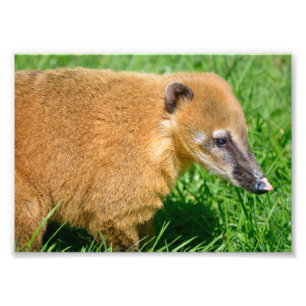 Foto Coati de cola anillada en la hierba