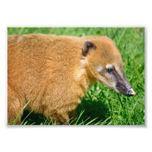 Foto Coati de cola anillada en la hierba (Frente)