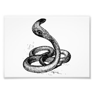 Foto Cobra