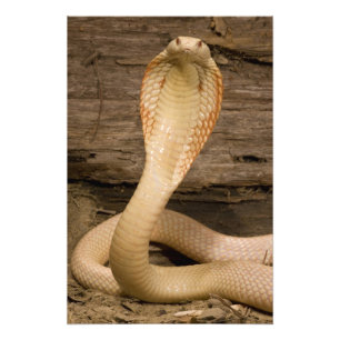 Foto Cobra monocle albina, Naja kaouthia, enroscada