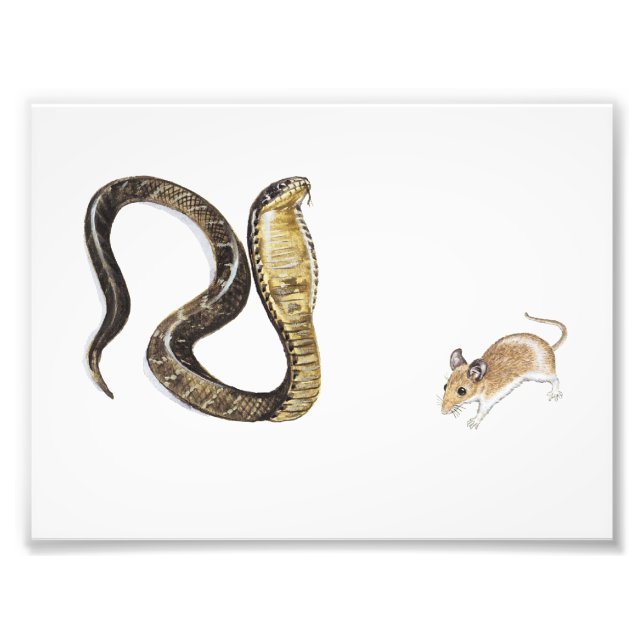 Foto Cobra vs Rat (Frente)