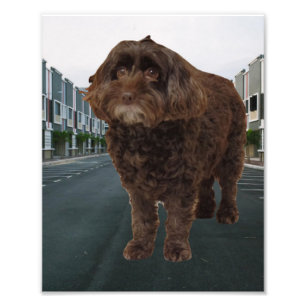 Foto Cockapoo de chocolate oscuro #2