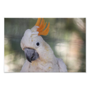 Foto Cockatoo con cresta amarillo - impresión