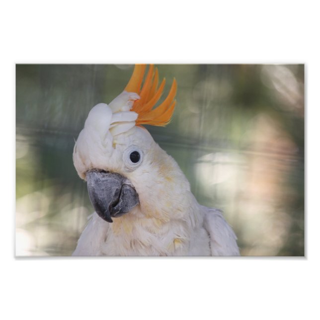 Foto Cockatoo de crema amarilla - Imprimir (Frente)