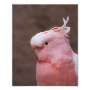 Foto Cockatoo rosa