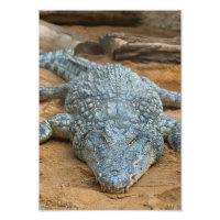 Cocodrilo