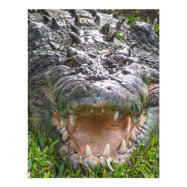 Foto Cocodrilo de agua salada en Kakadu, Territorio del (Frente)