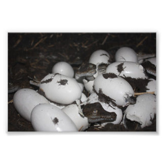 Foto Cocodrilos para bebés