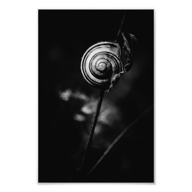 Foto cola de caracol (Frente)