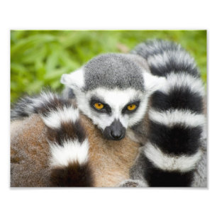 Foto Cola linda de Stripey del Lemur