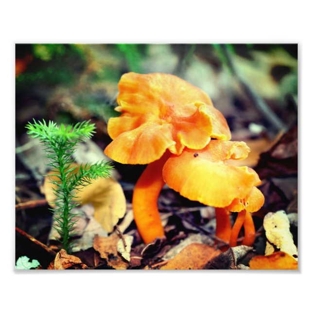 Foto Colchones salvajes de Naranja pálido cerca de 8x10 (Frente)