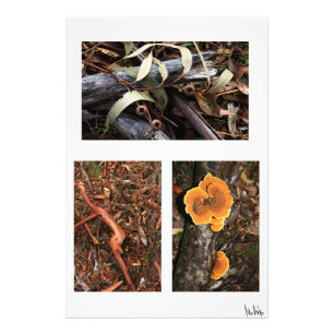 Foto colección de suelos forestales 1