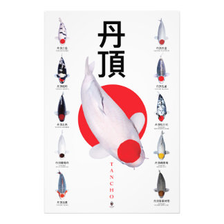 Foto Colección poster Tancho Koi - 10 variedades