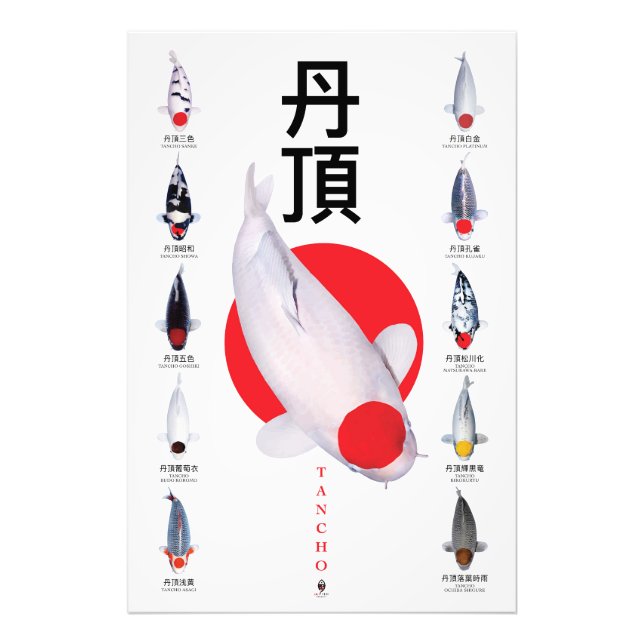 Foto Colección poster Tancho Koi - 10 variedades (Frente)