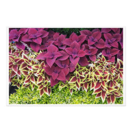 Foto Coleus de 36"x24"