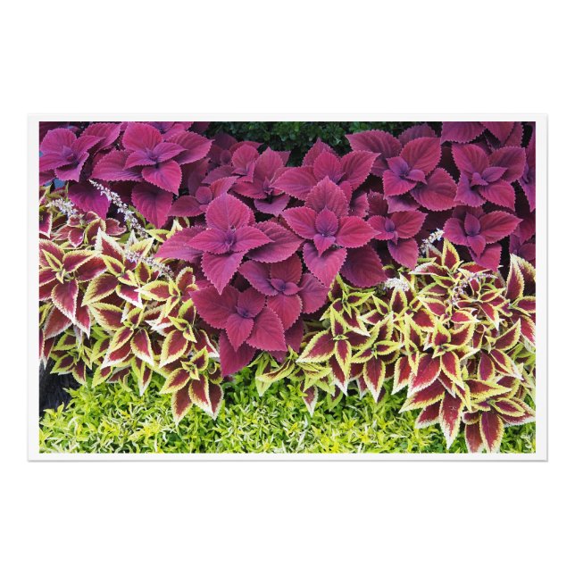 Foto Coleus de 36"x24" (Frente)