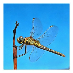 Foto Colgar Sobre La Dragonfly Artística Contra El Azul