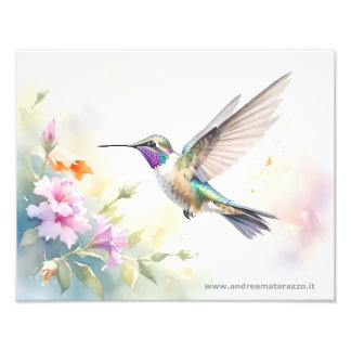 Foto Colibrí