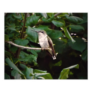 Foto Colibrí