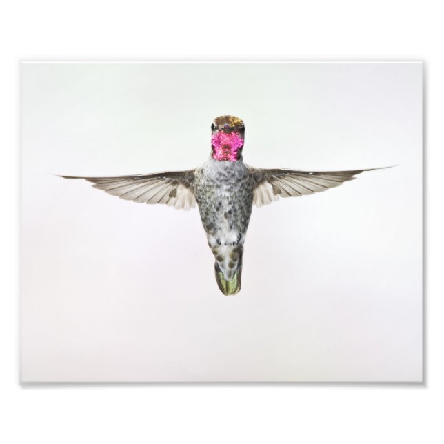 Foto Colibrí (Frente)