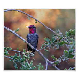 Foto colibrí al atardecer