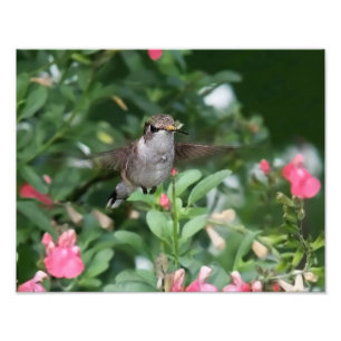 Foto Colibrí antes de la flor