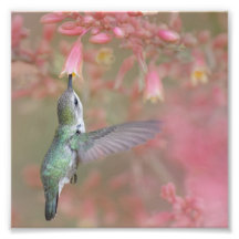 Colibrí bebiendo flores